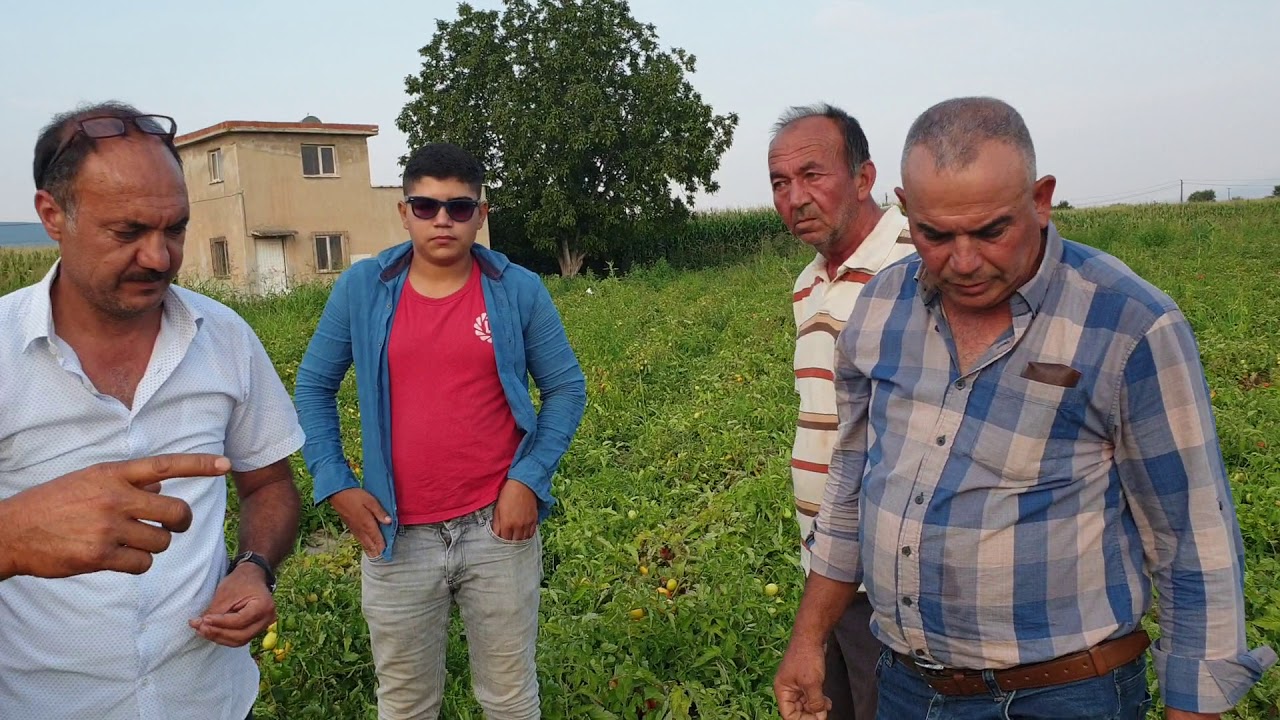 🍅MANİSA TURGUTLU DA SÜPER DOMATES