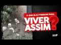 Duas Pitbulls resgatadas em ponto de venda de drogas