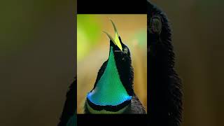 Bird doing a mating dance pt.1#shorts #animals #nature #amazing #documentary