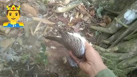 mus dib tua tau qaib qus ntau kawg