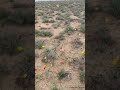 Hidden Desert Blooms 🌷 | You Won’t Believe This Beauty! #shorts #desert #tulip