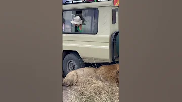 Masai Mara Game Reserve Masaimara Safari Safaridestination Maasaimara Marariver Wildlife 