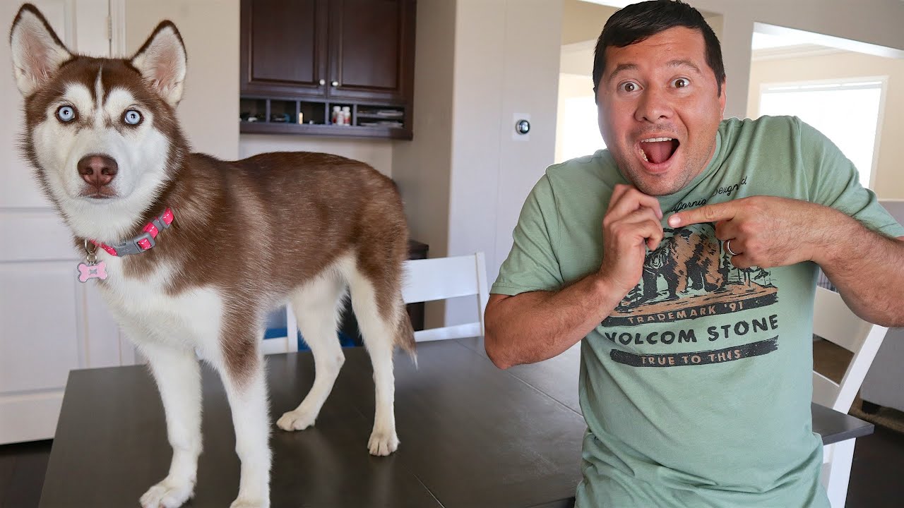 Leaving Our PUPPY HOME ALONE For The FIRST TIME!