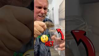 🐍 Почему маленькую змею считают опаснее! #животные #природа #факты