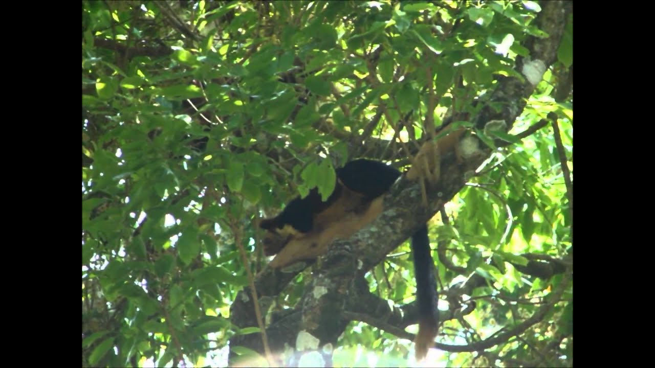 Western ghats with Relaxing nature's sound