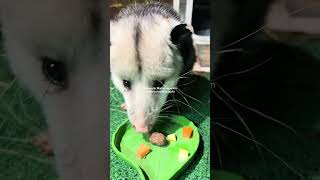 CMA Without a Trending Audio
