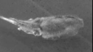 Cuttle Shuttle Analysis - Cropped and Aligned: Plato, Day 13, Tentacle Shot 03