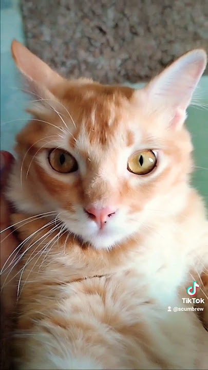 Memey Chomey Anak Siapa ? #kucing #oyen #cat