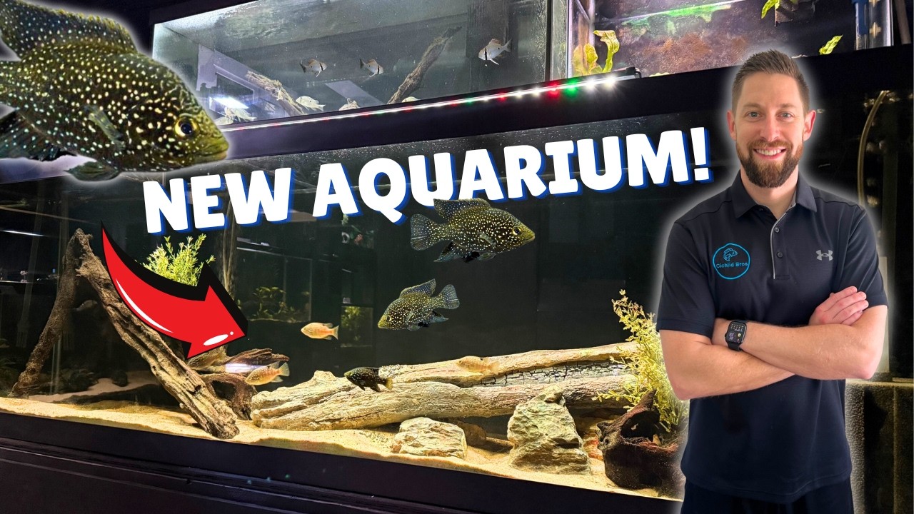New 125 Gallon Cichlid Tank Setup + Massive Fish Room Upgrades!