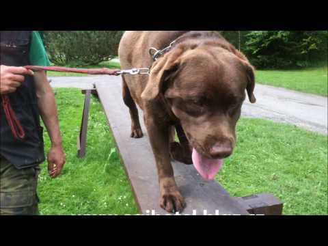 Video: Sbalte Se Během Cvičení U Labradorských Retrívrů