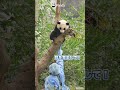 「🥺飼育員はもう少し自分をあやすことができると思う…」 | iPanda パンダ楽園 #shorts