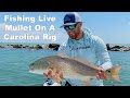 Carolina Rig: Best Way To Rig Live Mullet In Heavy Structure &amp; Current