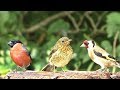 Birds of Many Colours : Video for People and Cats to Watch