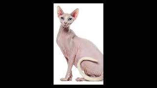 Cute Sphynx cat compilation | Lovely & Friendly Animals | Family & Friends