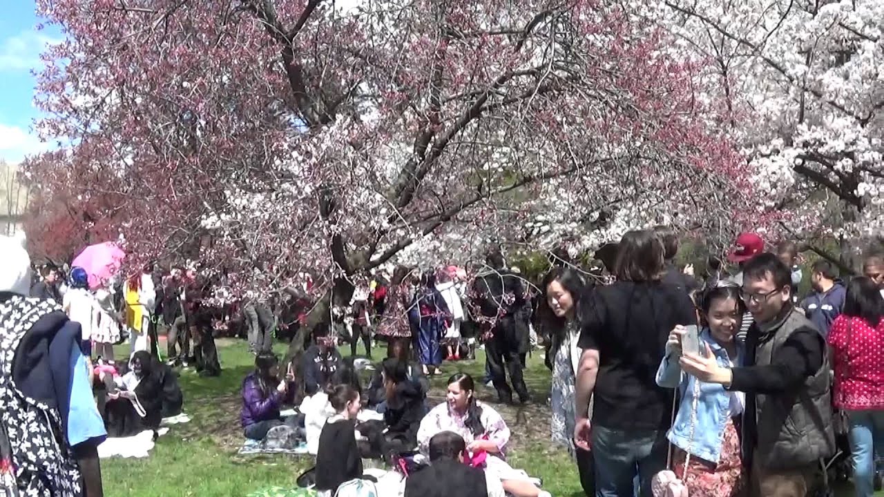 Cherry Esplanade Walk Video Brooklyn Botanic Garden