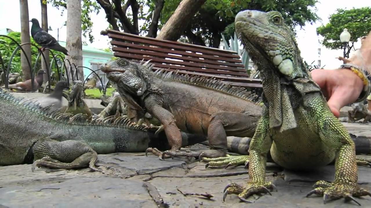 iguana video