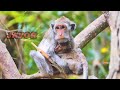 Ambassador Of Jade Mother Monkey Accepted A Little Javor To Get Breast The World Animals 