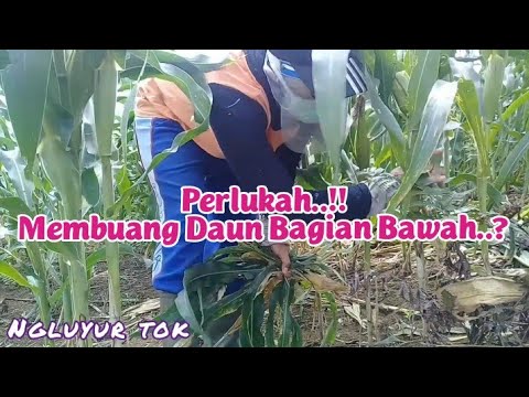 Video: Jagung Kaki: Penyebab, Perawatan, Dan Banyak Lagi