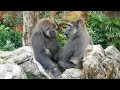 Gorilla Is Worried Because Her Mother Is Coughing