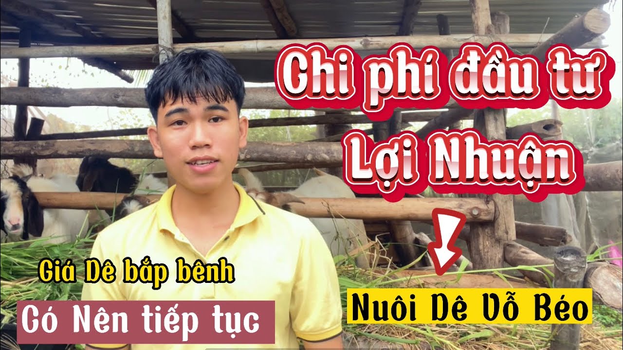 Chi Phí Và Lợi Nhuận Nuôi Dê Vỗ Béo, Giá Dê Thịt Hạ Có Nên Tiếp Tục / Nongdan85