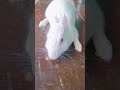 rabbit 🐇 love ❤️ 😍😍🥰😍😍😍🥰😍🥰🥰🥰