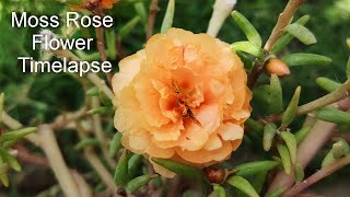 Xiaomi Poco F3 Time Lapse Sample Video - Moss Rose Flower Timelapse