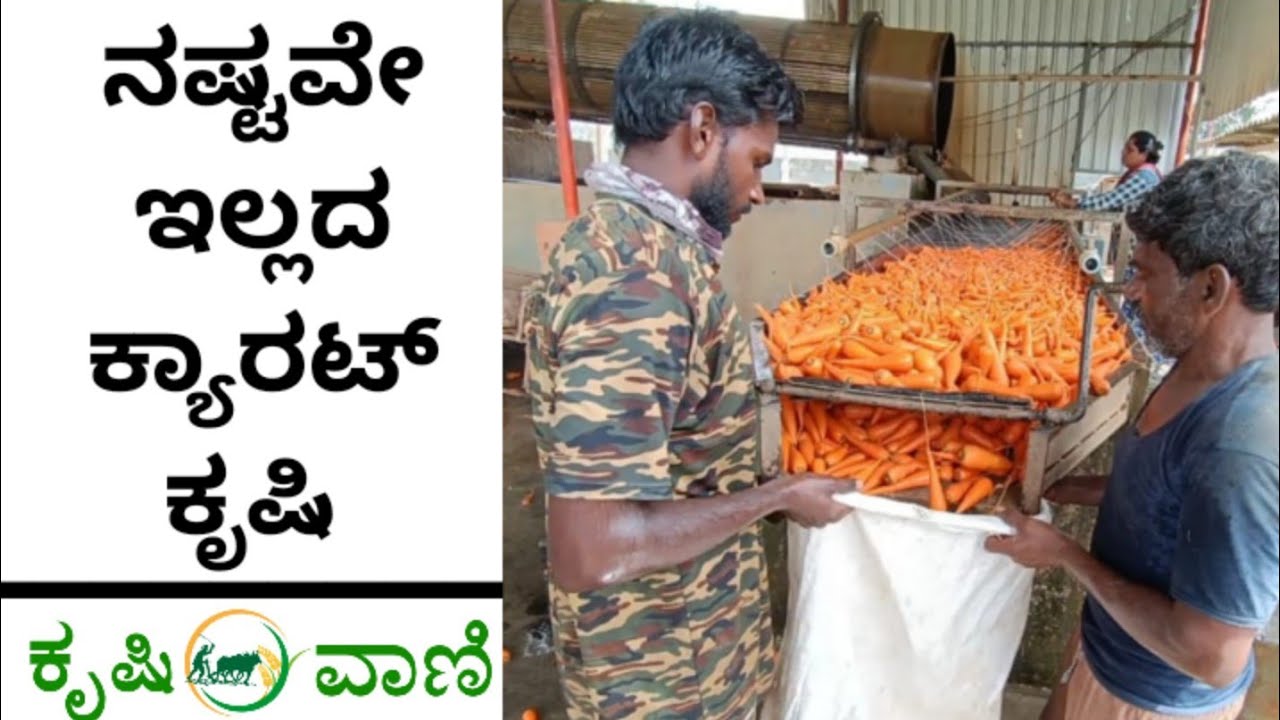 ಸದಾ ರೈತನಿಗೆ ಲಾಭವನ್ನೇ ಕೊಡುವ  ಕ್ಯಾರೆಟ್ ಕೃಷಿ | Carrot Farming | Carrot Farming In Karnataka |