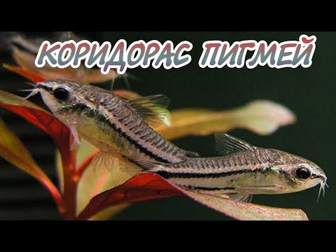 КОРИДОРАС ПИГМЕЙ. ВСЕ О СОДЕРЖАНИЕ И РАЗМНОЖЕНИЕ В АКВАРИУМЕ.