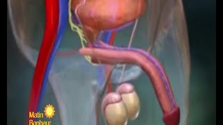 Quelle est la différence entre l'infertilité et l'hypofertilité