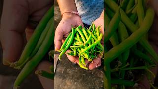 harvesting beans from our kitchen garden ? kitchengarden  garden terrecegarden organicfarming