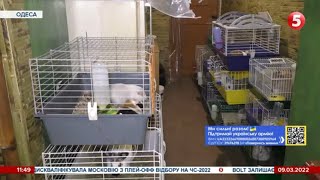 Як волонтери рятують покинутих біженцями домашніх улюбленців в Одесі
