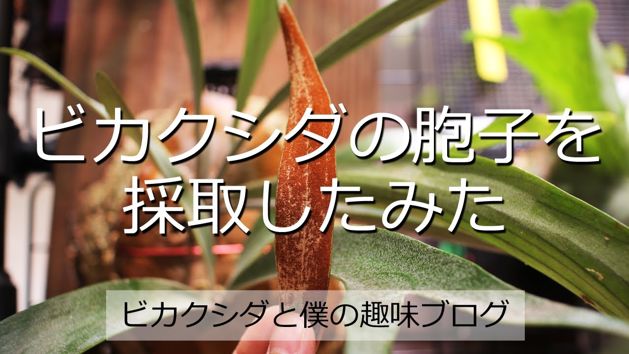 ビカクシダの胞子を採取してみた.。［コウモリラン/PLATYCERIUM/SPORE