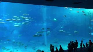 Giant aquarium in okinawa