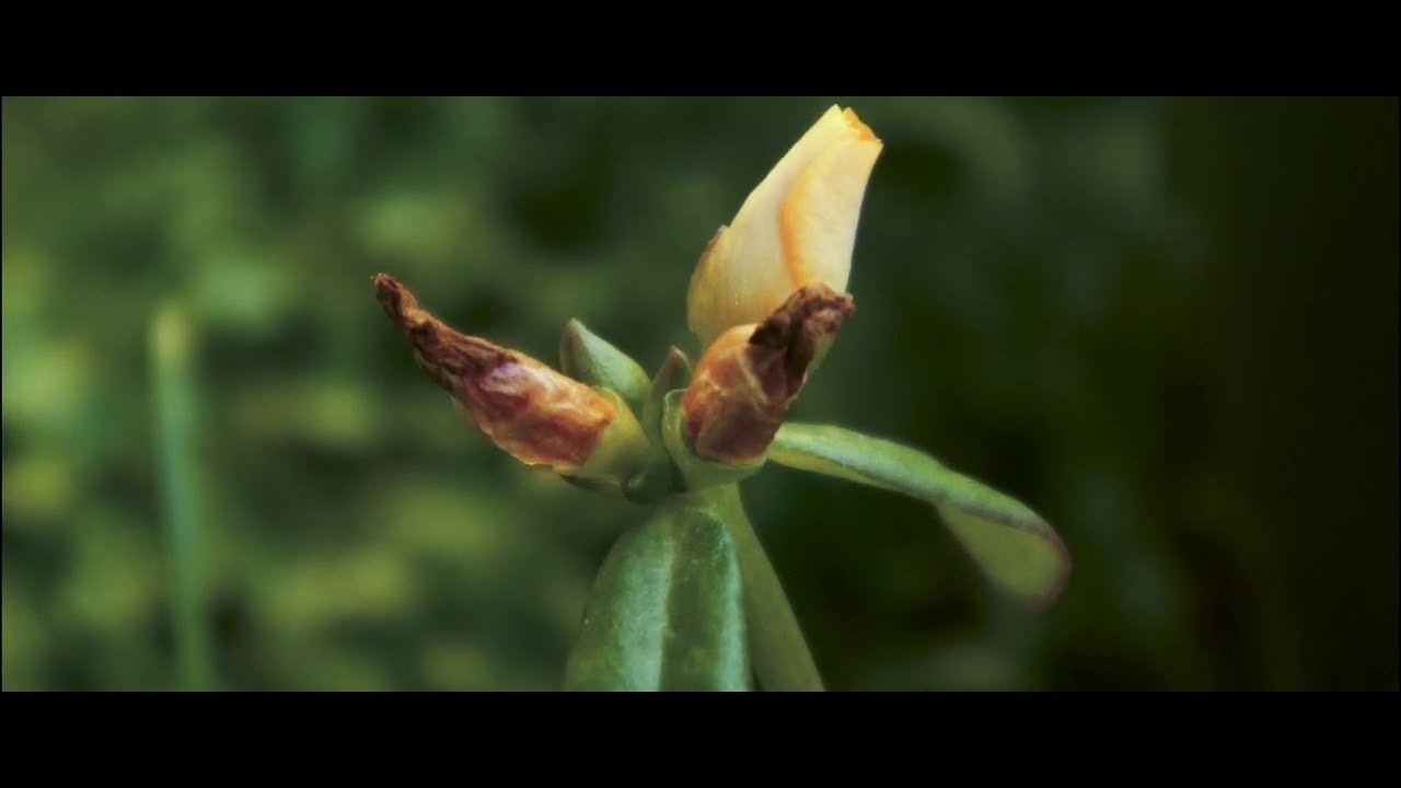 Converting From 16 9 To 2 35 Aspect Ratio YouTube converting-from-16-9-to-2-35-aspect-ratio-youtube