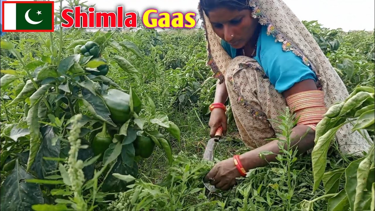 Shimla Khet Ki Gaas Ki Katai ||Vijay Anju Vlogs