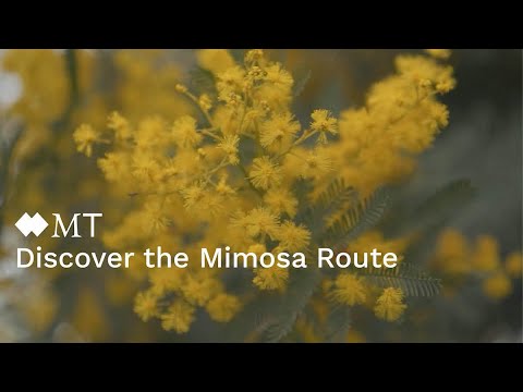 Discover the Mimosa Route