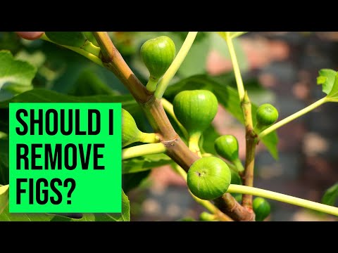 Video: Mazas vīģes uz koka - kāpēc vīģes koks ražo mazas vīģes