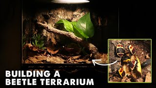 Building A Naturalistic Beetle Terrarium In My New House!
