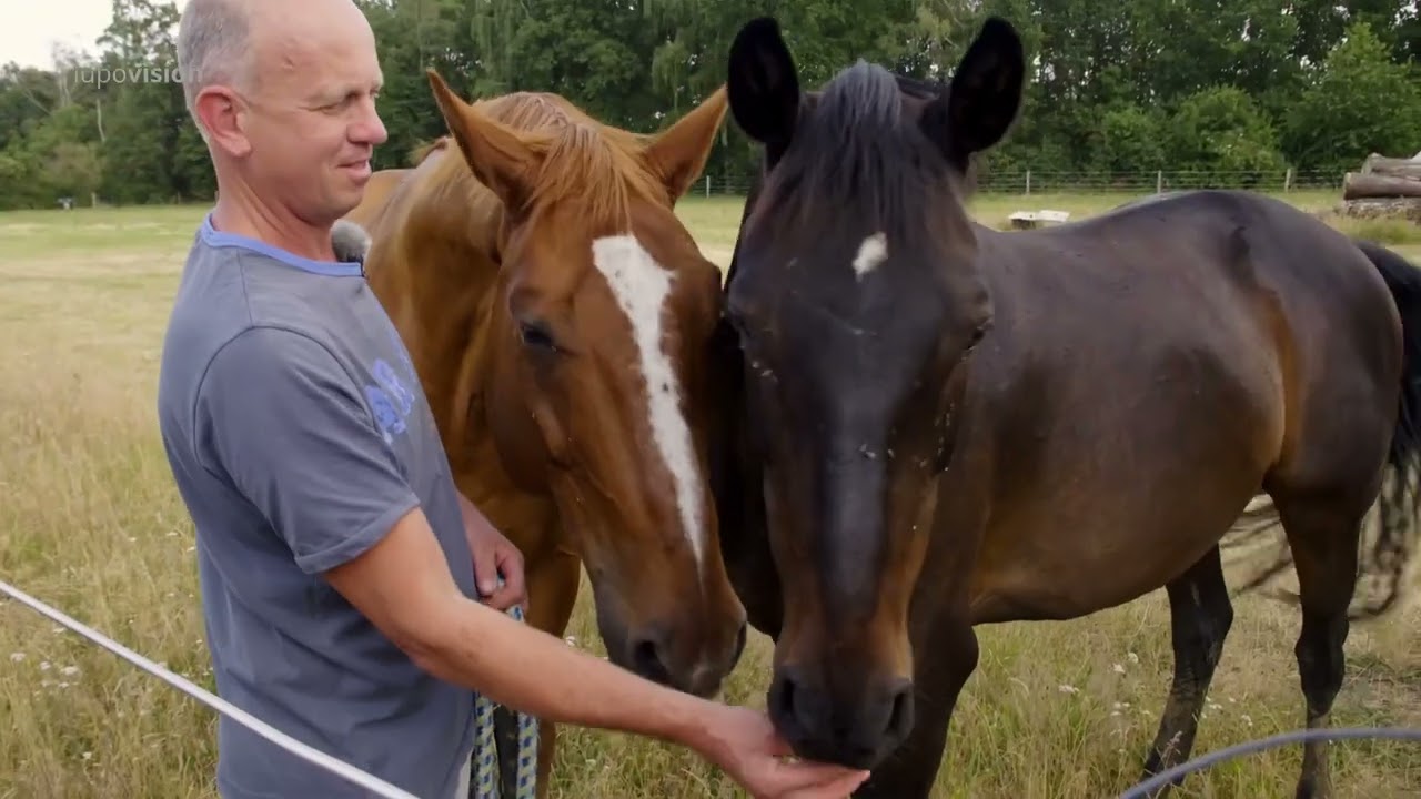 06b Wölfe und Menschen   -   Wölfe Rinder Pferde 06b/12