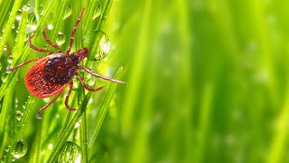 Modified two-tiered testing for Lyme disease