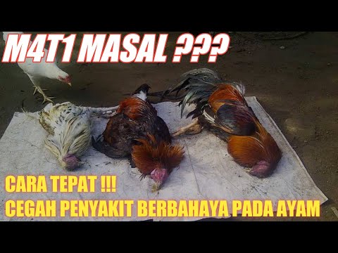 Cara Mencegah Agar Ayam Tidak Mudah Terserang Penyakit