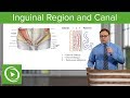 Inguinal Region & Canal – Abdomen | Lecturio