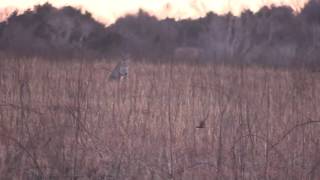 Kansas bobcat.