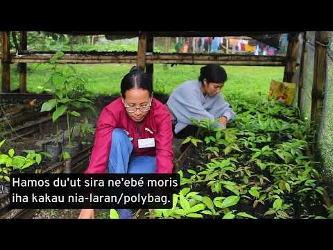 Parte 4: Prátika Agrikola Diak iha Kultivasaun Kakau - Kultivasaun Viverus Kakau