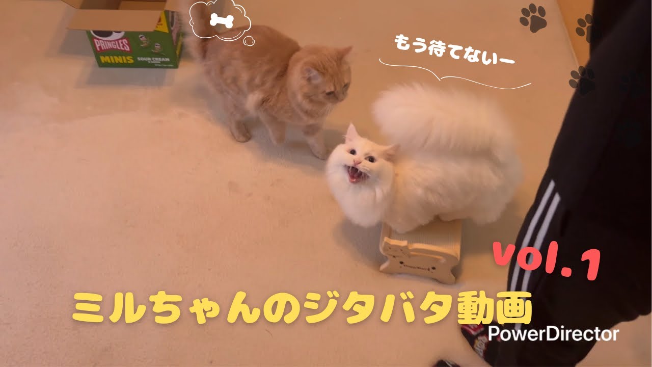 ミルちゃんのジタバタ動画❣️