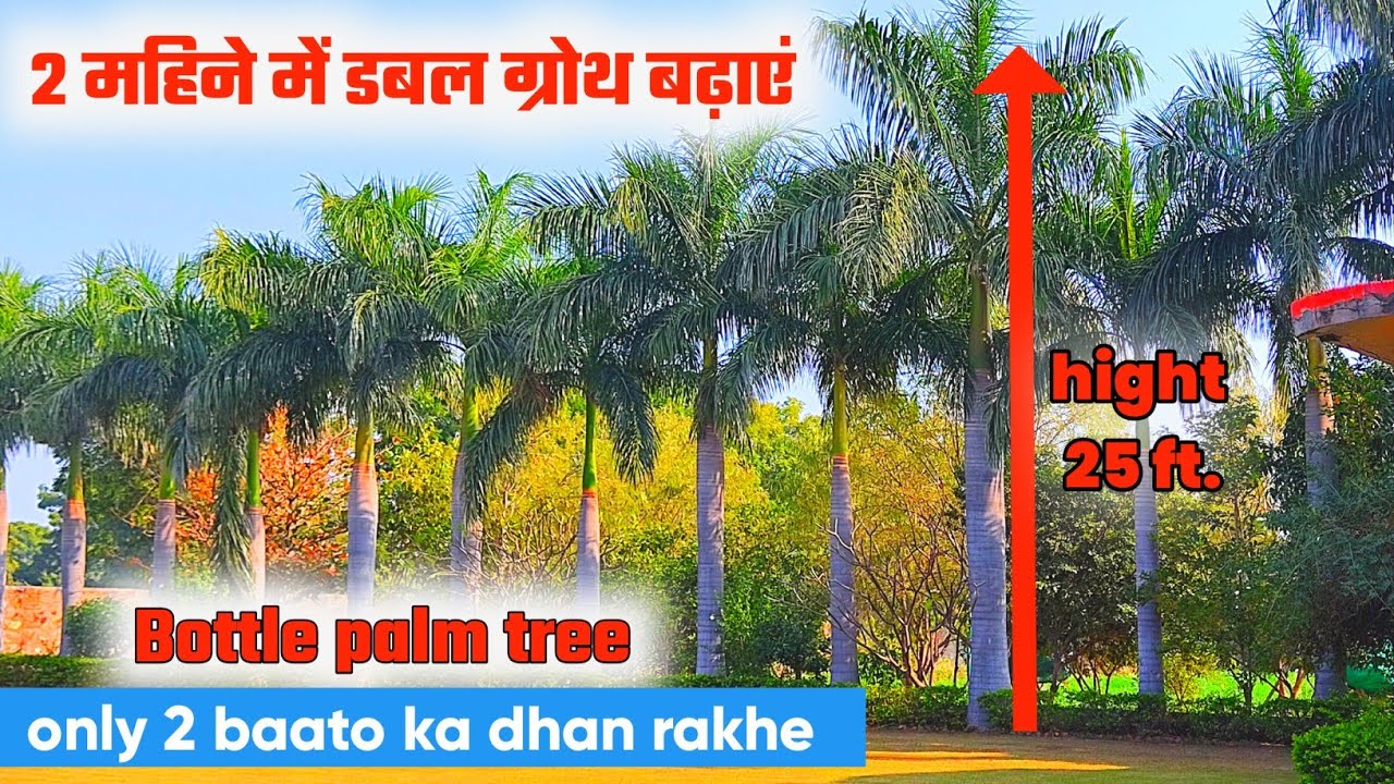 बोत्तल पाम की ग्रोथ कैसे बढ़ाएं 🔴 bottle palm bottle palm tree ki