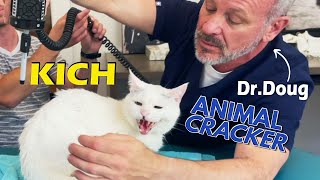 SENIOR CAT IN PAIN GETS ADJUSTED  CAT CHIROPRACTIC SESSION [In Loving Memory ]