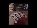 Cat incredibly consoles boy with special needs during meltdown