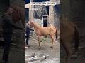 اصحاب الخيل مهتمين بيهم ولكن المكان ٦٠شو مع الدكتور حاتم ستين 