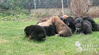 Tibetan Mastiff puppies first time outdoor